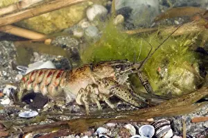 Cray Fish Prints: Spiny Cheek Crayfish - in water - Lake Garda - Italy
