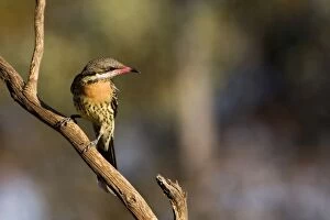Images Dated 27th October 2008: Spiny-cheeked Honeyeater