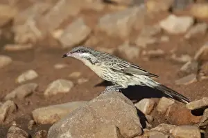 Spiny-cheeked Honeyeater - Coming to drink at a pool near Canteen Creek Aboriginal Community, Northern Territory, Australia