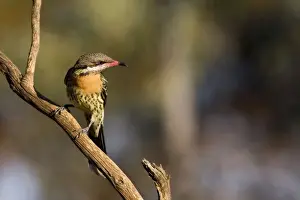Honeyeater Prints: Spiny-cheeked Honeyeater - In Hattah Kulkyne National Park, Victoria, Australia