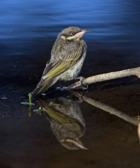 Honeyeater Collection: Spiny-cheeked Honeyeater - immature at a waterhole near Ti Tree, Northern Territory, Australia
