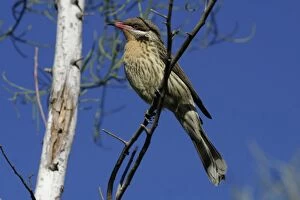 Images Dated 25th July 2003: Spiny-cheeked Honeyeater Near Alice Springs, Northern Territory, Australia