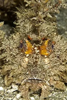 Puzzle Prints: Spiny Devilfish - Indonesia