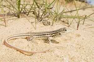 Images Dated 16th March 2010: Spiny-footed Lizard