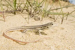 Lacertids Prints: Spiny-footed Lizard - Donana National Park - Andalucia