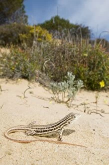 Images Dated 16th March 2010: Spiny-footed Lizard - in habitat