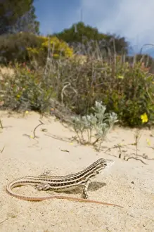 Lizards Prints: Spiny-footed Lizard - in habitat - Donana National Park - Spain