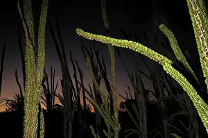Spikes Prints: Spiny Forest after sunset - Berenty Private Reserve - Southern Madagascar