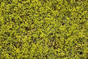 Spiny hare's ear (Bupleurum spinosum). Spain