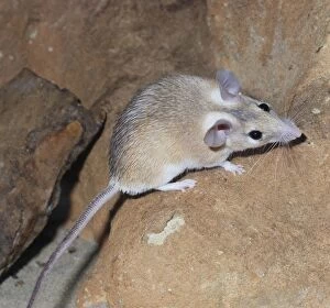 Images Dated 7th July 2009: Spiny Mouse - Egypt