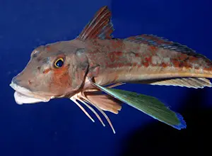 Gurnards Prints: Spiny Red Gurnard, north west Pacific