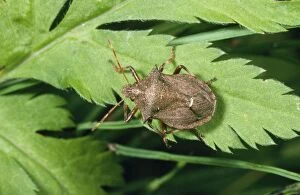 Images Dated 15th May 2008: Spiny Shield Bug