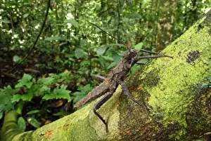 Spiny Stick Insect - Danum Valley Conservation Area - Sabah - Borneo - Malaysia