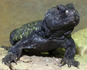 Spiny Tailed Prints: Spiny Tailed Agamid, male. dry areas of Africa