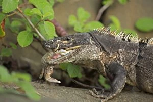 Images Dated 22nd August 2012: Spiny-tailed Iguana / Black Ctenosaur - eating