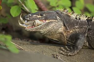 Images Dated 22nd August 2012: Spiny-tailed Iguana / Black Ctenosaur - eating - Tropical dr