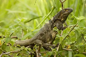 Spiny-tailed Iguana - Santa Rosa National Park - Costa Rica