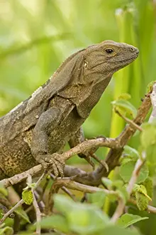 Iguanas Prints: Spiny-tailed Iguana - Santa Rosa National Park - Costa Rica