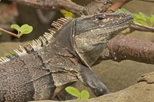 Images Dated 15th August 2012: Spiny-tailed Iguana - Tropical dry forest