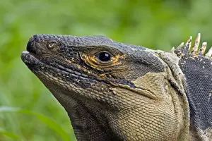 Spiny-tailed Iguana - Tropical dry forest - Santa Rosa National Park - Costa Rica