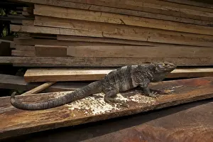 Spiny-tailed Iguana - Tropical dry forest - Santa Rosa National Park - in wood pile - Costa Rica