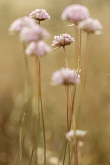 Spiny Thrift - flowers in field - Donana National Park, Spain