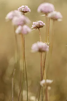 Spiny Thrift - flowers in field - Donana National Park, Spain Spiny Thrift - flowers in field - Donana National Park, Spain