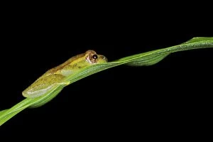 Images Dated 14th January 2011: Spiny-throated Reed Frog - male sitting on a leaf