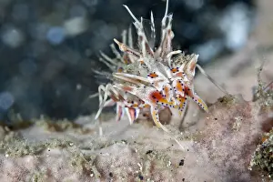 Spikes Prints: Spiny Tiger Shrimp - Indonesia