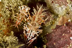 Shrimps Prints: Two Spiny Tiger Shrimps - Indonesia