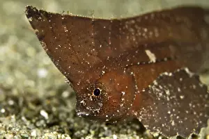 Spiny Waspfish / Indian Ocean Waspfish - Indonesia