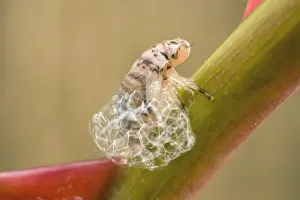 Spit Prints: Spit Bug / Froghopper nymph - making bubble enclosure on rose stem - UK