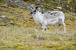 Images Dated 26th October 2009: Spitsbergen Reindeer is plumper and has
