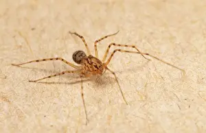 Spitting Spider - inside house UK
