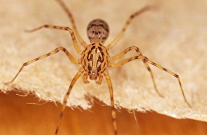 Images Dated 28th February 2006: Spitting Spider - note high domed forehead