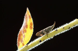 Images Dated 5th August 2008: Spittlebug - adult Australia