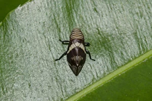 Arthropoda Gallery: Spittlebug on leaf - Klungkung, Bali, Indonesia     Date: 29-Aug-20