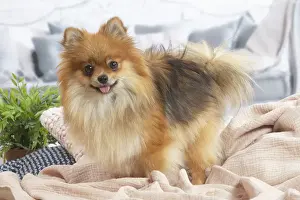 Spitz nain
