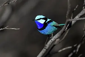 Wren Prints: Splendid Fairy-wren - male near Ti Tree, Northern Territory, Australia