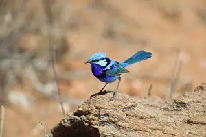 Colours Prints: Splendid Fairy-wren - A male in Olive Pink Botanic Gardens