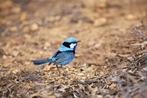 Images Dated 4th April 2008: Splendid Fairywren / Banded / Black-backed Wren - In mulga scrub just north of Alice Springs
