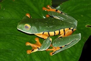 Images Dated 28th March 2006: Splendid Leaf Frog (Agalychnis calcarifer)