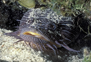 Images Dated 5th August 2008: Splendid Toadfish 40 cm Island Cozumel