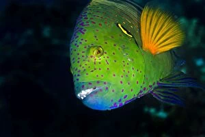 Fish Collection: Splendour / Broomtail Wrasse - Red Sea