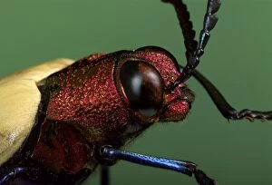 Images Dated 30th January 2014: Splendour or Metallic Wood-boring Beetle - portrait