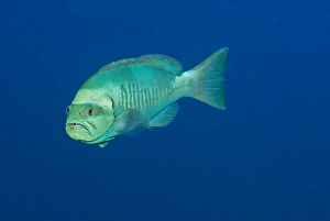 Images Dated 19th April 2007: Splinderspine Grouper - This fish goes through several colour changes