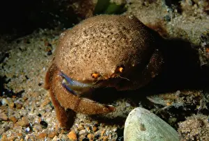 Crab Prints: Sponge Crab, Cryptodromia octodenta