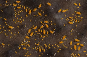 Bangka Gallery: Sponge Isopods on Sponge (Porifera Phylum)