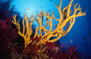 Marine Prints: Sponge Mediterranean