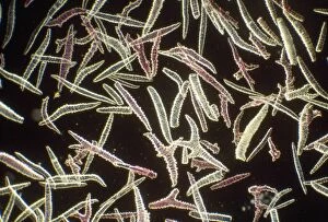 Images Dated 17th December 2008: Sponge Spicules - microscopic, x4 magnification